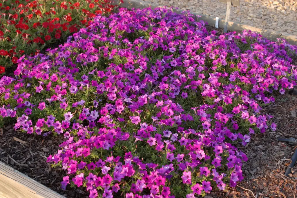 Photo of Petunia x hybrida - 'Picnic Purple' Flower Form:Jim Robbins
