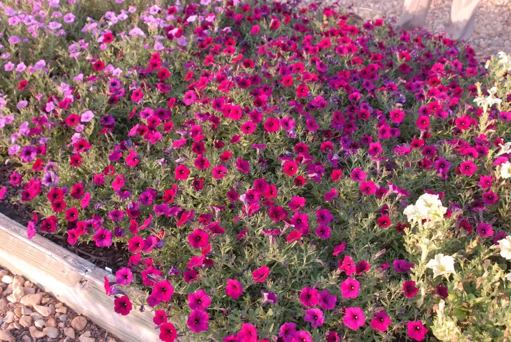 Photo of Petunia x hybrida - 'Shockwave Deep Purple' Flower Form:Jim Robbins