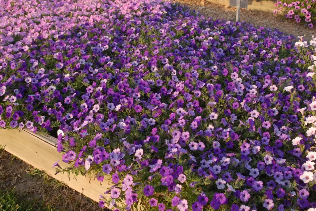 Photo of Petunia x hybrida - 'Supertunia Indigo Charm' Flower Form:Jim Robbins