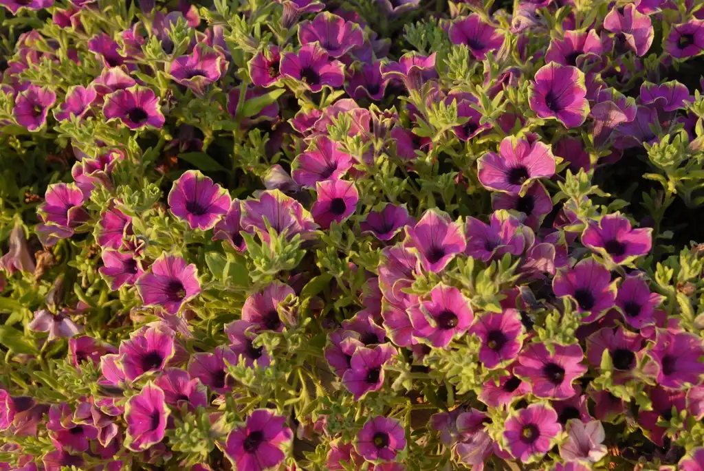 Photo of Petunia x hybrida - 'Supertunia Pretty Much Picasso' Flower Form:Jim Robbins