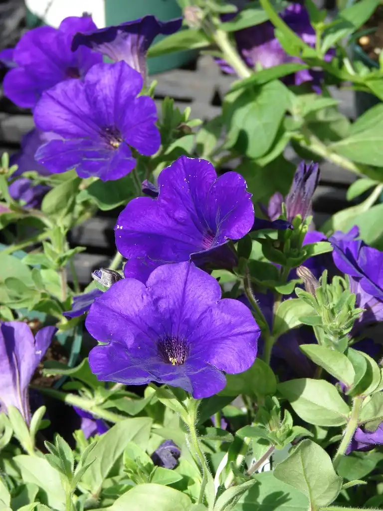 Photo of Petunia x hybrida - Supertunia royal velvet flowers and leaves:Forest and Kim Starr