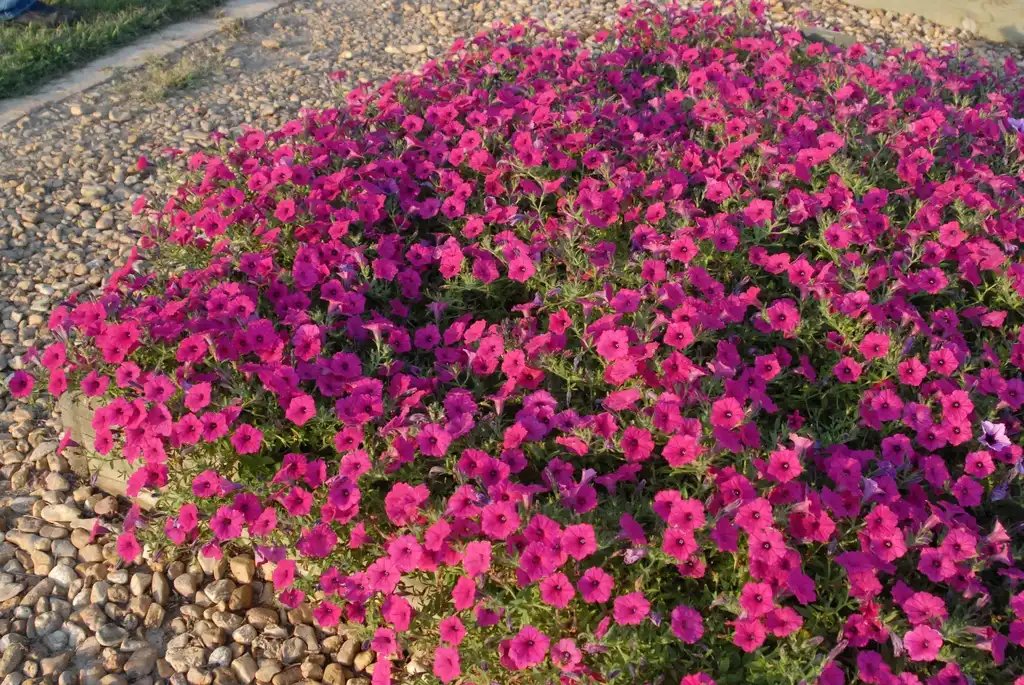 Photo of Petunia x hybrida - 'Vista Fuschia' Flower Form:Jim Robbins