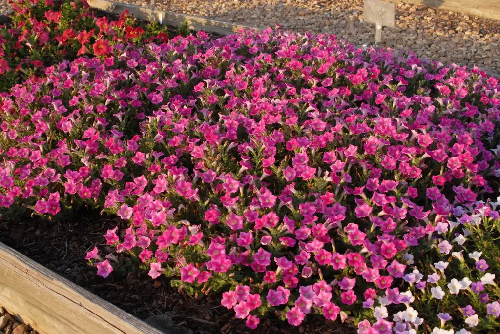 Photo of Petunia x hybrida - 'Whispers Star Rose' Flower Form:Jim Robbins