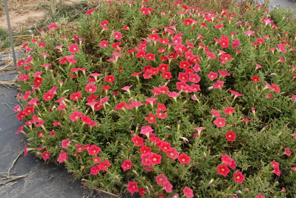 Photo of Petunia x hybrida - 'Shockwave Coral Crush' Flower Form:Jim Robbins