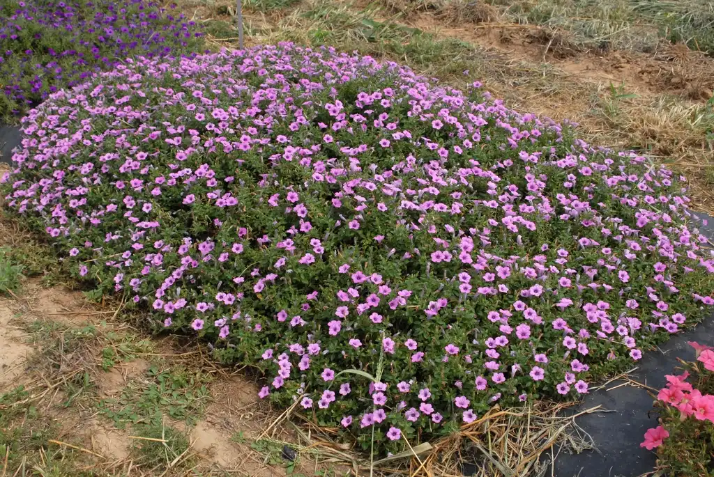 Photo of Petunia x hybrida - 'Supertunia Orchid Charm' Flower Form:Jim Robbins