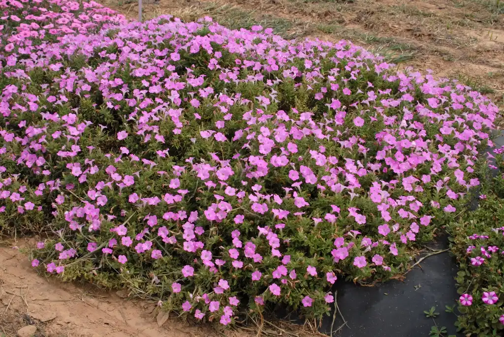 Photo of Petunia x hybrida - 'Supertunia Pink Charm' Flower Form:Jim Robbins
