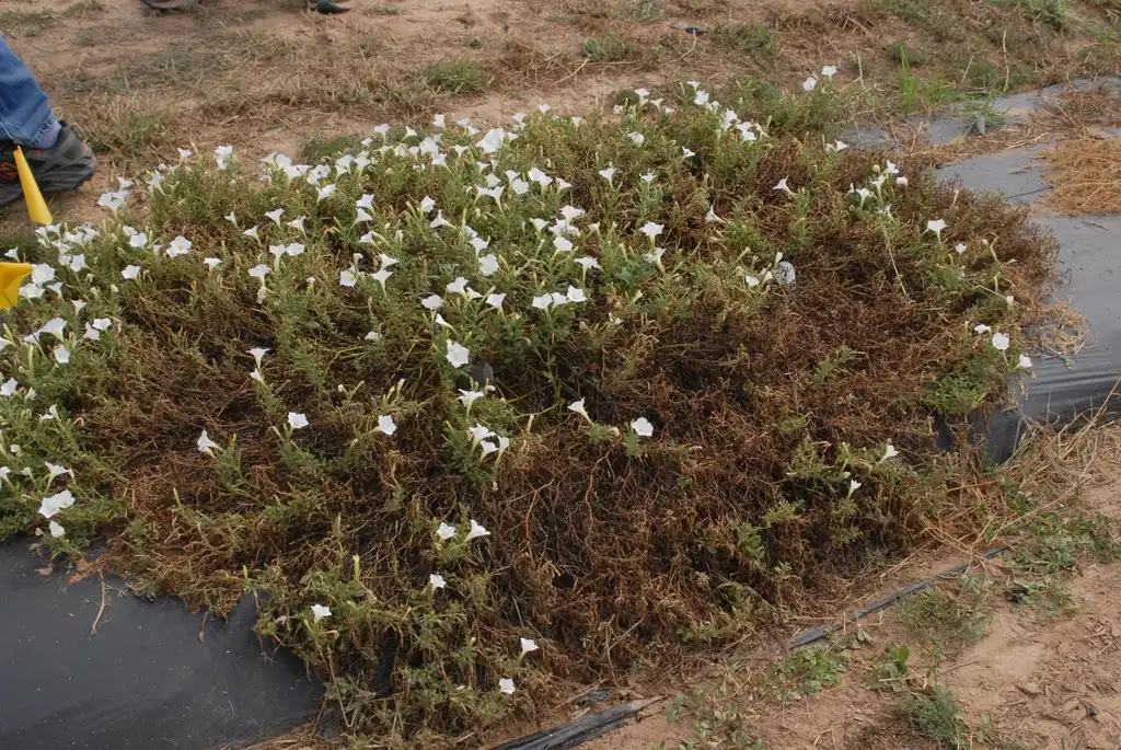 Photo of Petunia x hybrida - 'Supertunia White' Flower Form:Jim Robbins