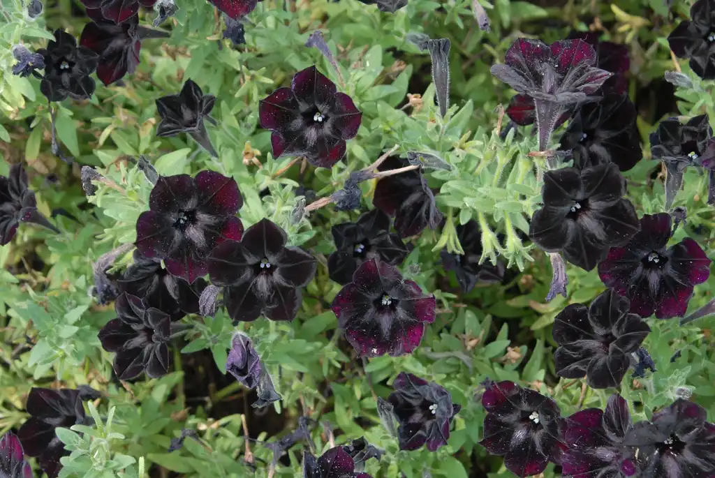 Photo of Petunia x hybrida - 'Sweetunia Black Satin' Flower and Leaves:Jim Robbins