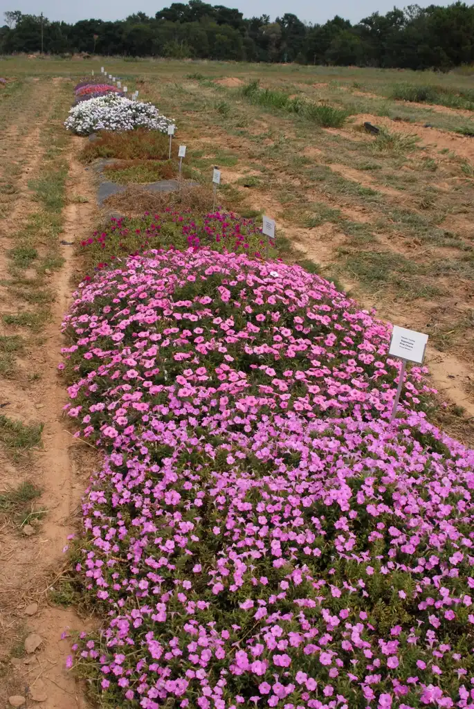 Photo of Petunia x hybrida - Trial:Jim Robbins