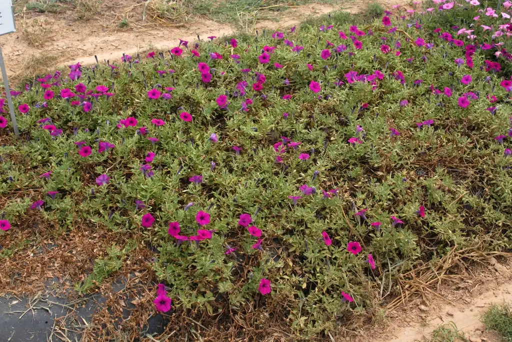 Photo of Petunia x hybrida - 'Wave Purple Classic' Flower Form:Jim Robbins