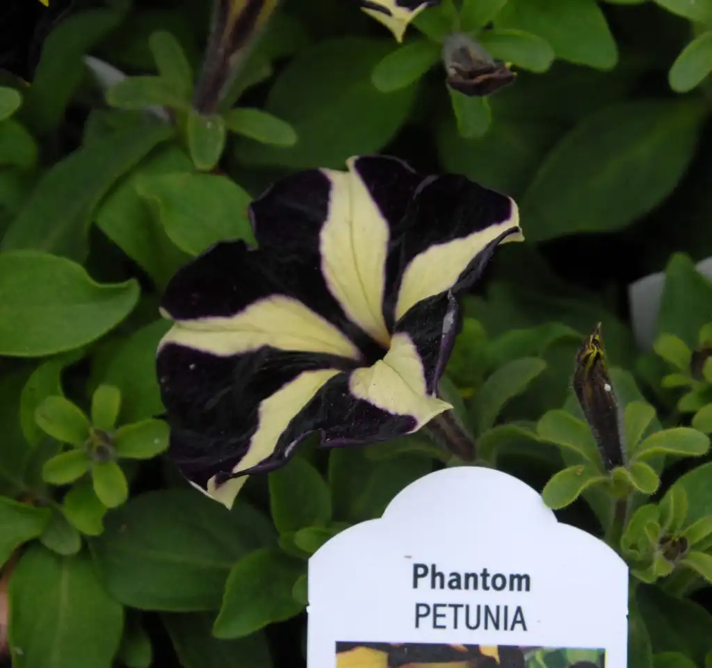 Photo of Petunia x hybrida - Petunia 'Phantom' Flower:Jim Robbins