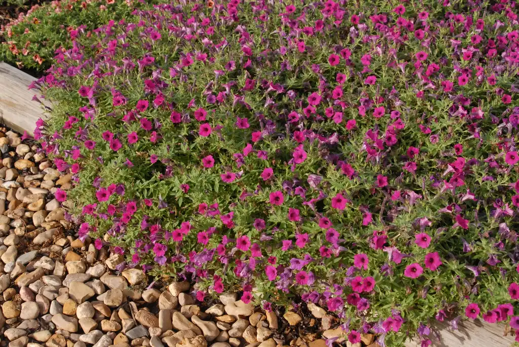 Photo of Petunia x hybrida - Petunia 'Supertunia Sangria Charm' Flower Form:Jim Robbins