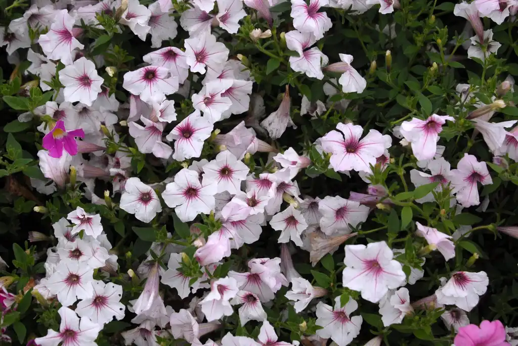 Photo of Petunia x hybrida - Petunia 'Supertunia Vista Silverberry' Flower:Jim Robbins