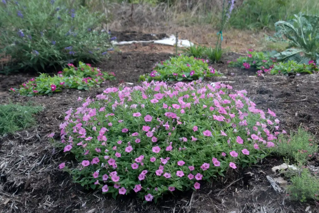 Photo of Petunia x hybrida - 'Bubblegum' Form:Jim Robbins