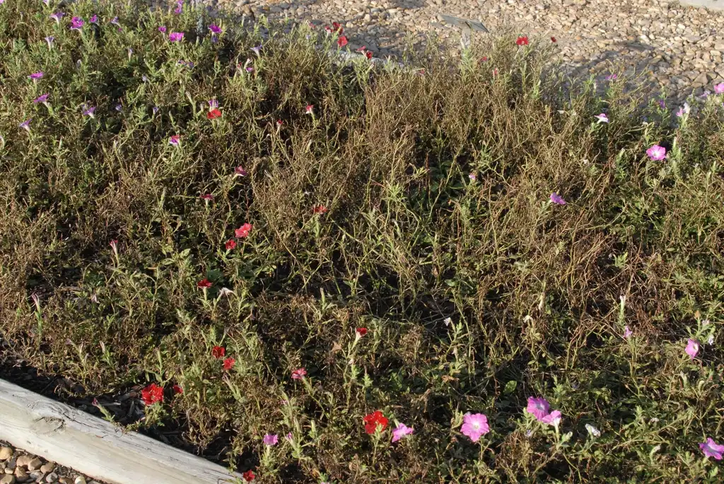 Photo of Petunia x hybrida - 'Easy Wave Red Improved' Form:Jim Robbins