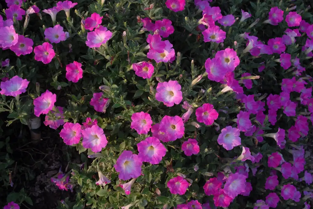 Photo of Petunia x hybrida - 'Opera Supreme Pink Morn' Flower:Jim Robbins