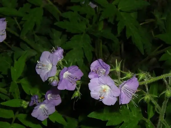 Photo of Phacelia bipinnatifida (Phacelia bipinnatifidas)