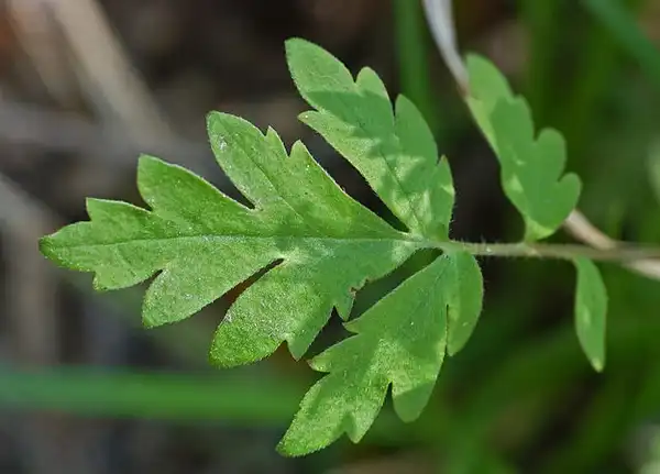 Photo of Phacelia bipinnatifida (Phacelia bipinnatifidas)