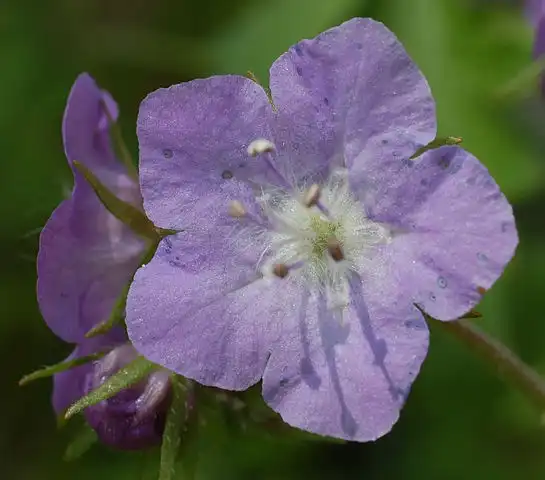 Photo of Phacelia bipinnatifida - Close up of flower:Derek Ramsey