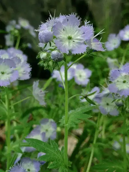 Photo of Phacelia purshii (Phacelia purshiis)