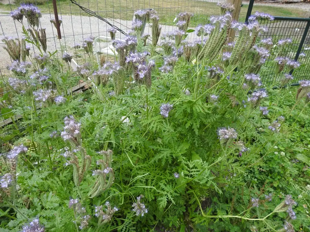 Фото Phacelia tanacetifolia (Phacelia tanacetifolias)