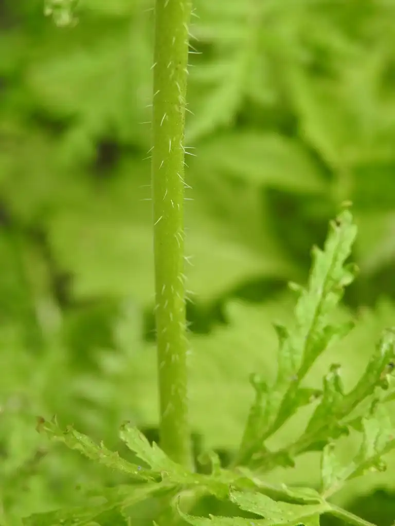 Фото Phacelia tanacetifolia - Hairy stem:Kathleen Moore
