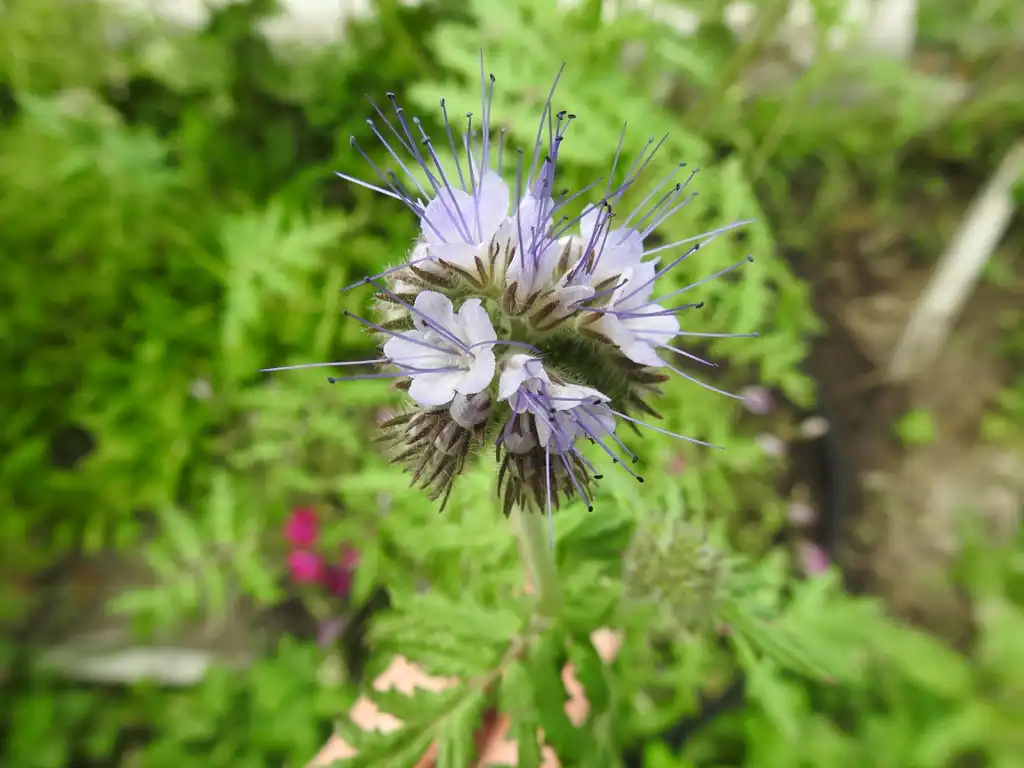 Фото Phacelia tanacetifolia - Flowers showing stamens and style extending beyond petals.:Kathleen Moore