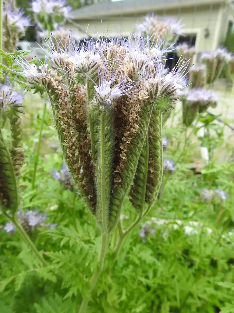 Фото Phacelia tanacetifolia - Flowers from the base to the tip.:Kathleen Moore