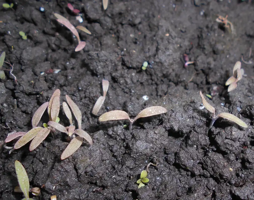 Фото Phacelia tanacetifolia - Seedlings:Salicyna