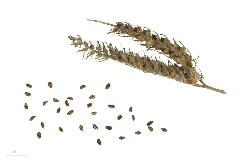 Фото Phacelia tanacetifolia - Seeds:Muséum de Toulouse