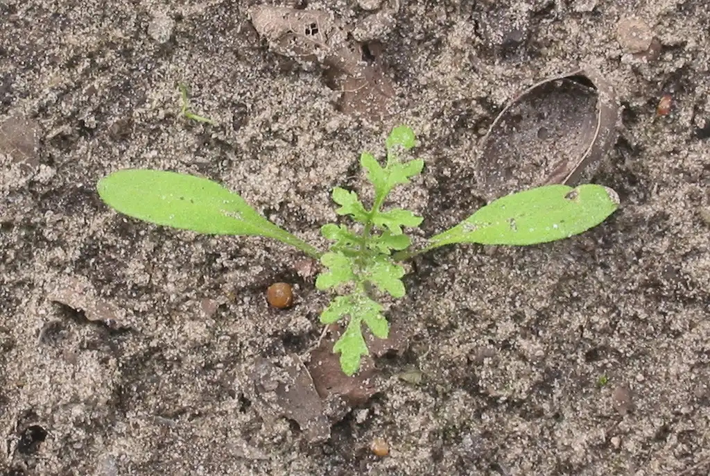 Фото Phacelia tanacetifolia - Seedling:Rasbak