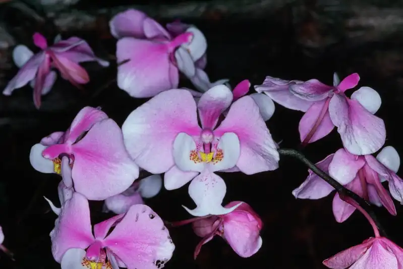 Фото Phalaenopsis schilleriana (Phalaenopsis schillerianas)