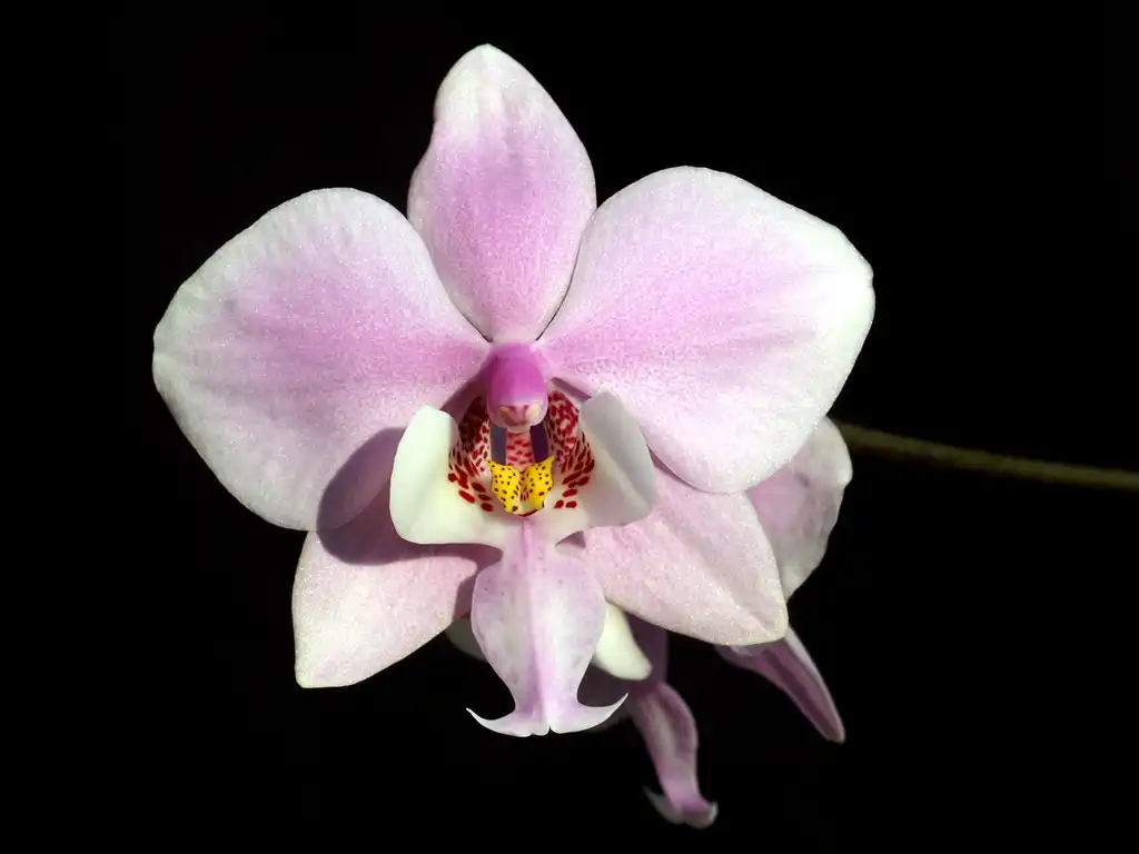 Фото Phalaenopsis schilleriana (Phalaenopsis schillerianas)