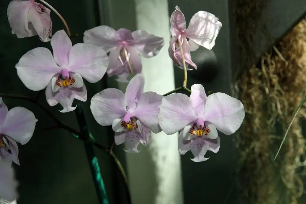 Фото Phalaenopsis schilleriana - Flower stem:David J. Stang