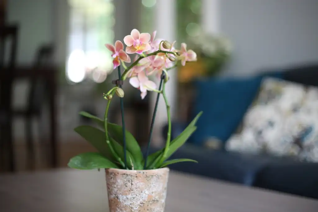 Foto de Phalaenopsis (Phalaenopsiss)