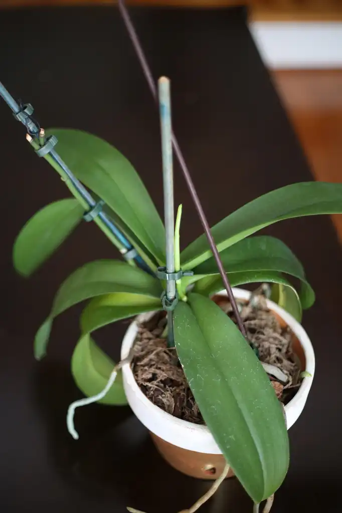 Foto de Phalaenopsis (Phalaenopsiss)