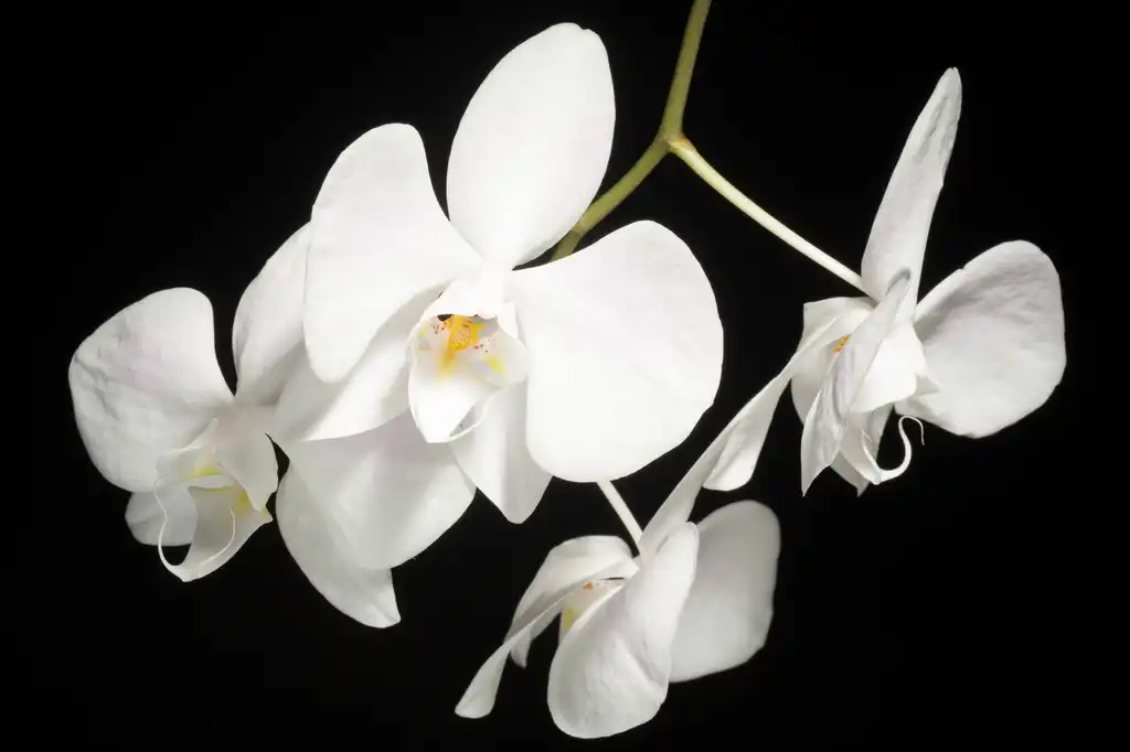 Foto de Phalaenopsis - Flower:Sunoochi