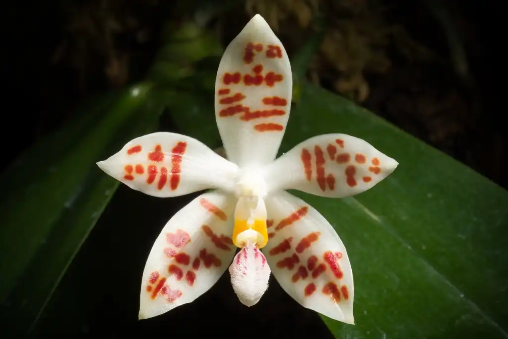 Foto de Phalaenopsis - Flower:Sunoochi