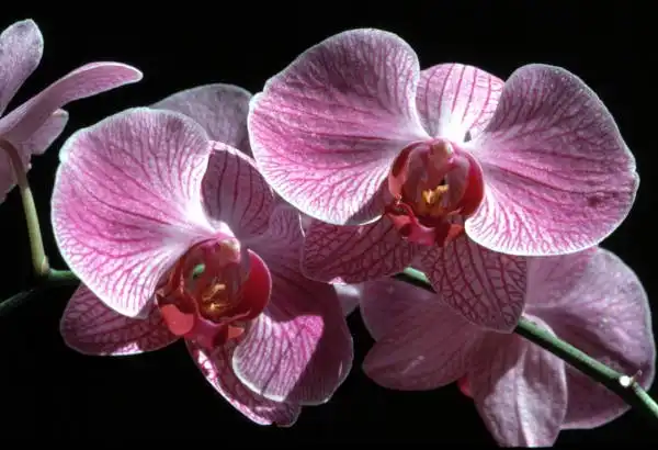 Foto de Phalaenopsis - Flower:Florida Memory