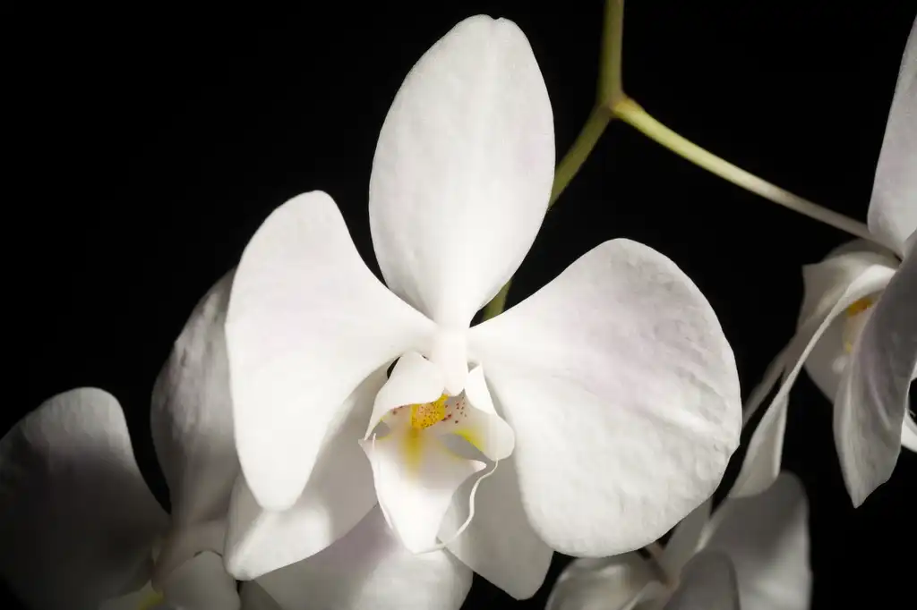 Foto de Phalaenopsis - Flower:sunoochi
