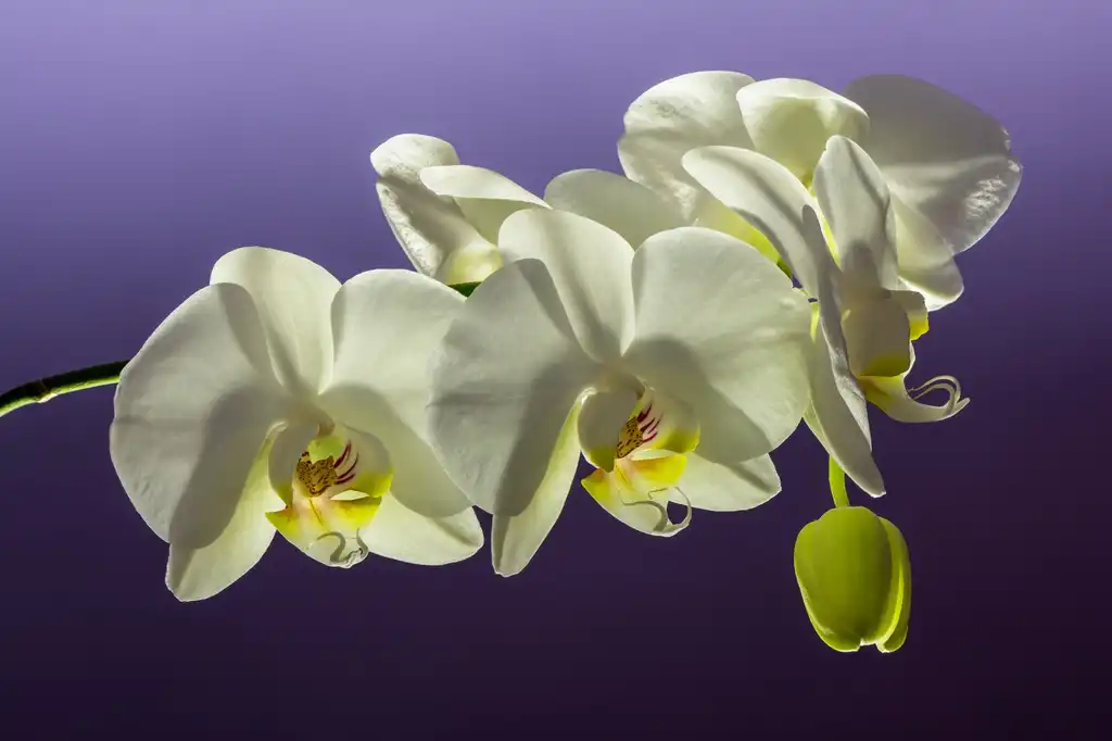 Foto de Phalaenopsis - Flower and Buds:Uoaei1