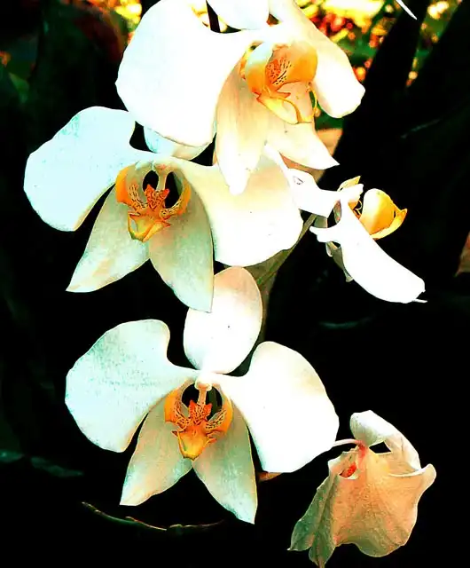 Foto de Phalaenopsis - Flower:Dick Culbert