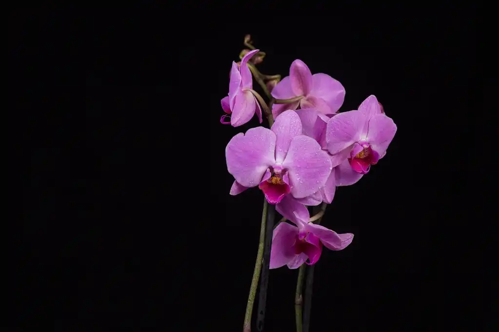 Foto de Phalaenopsis - Flower:Ansgar Koreng