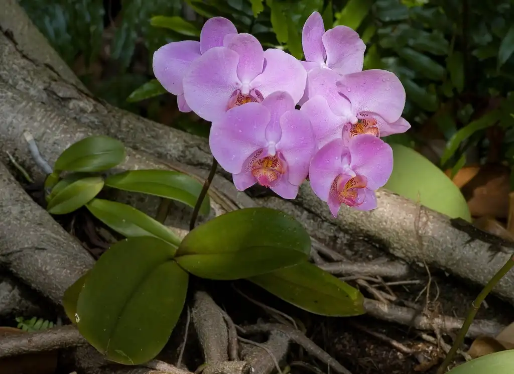 Foto de Phalaenopsis - Purple Flower:Lanaré Sévi
