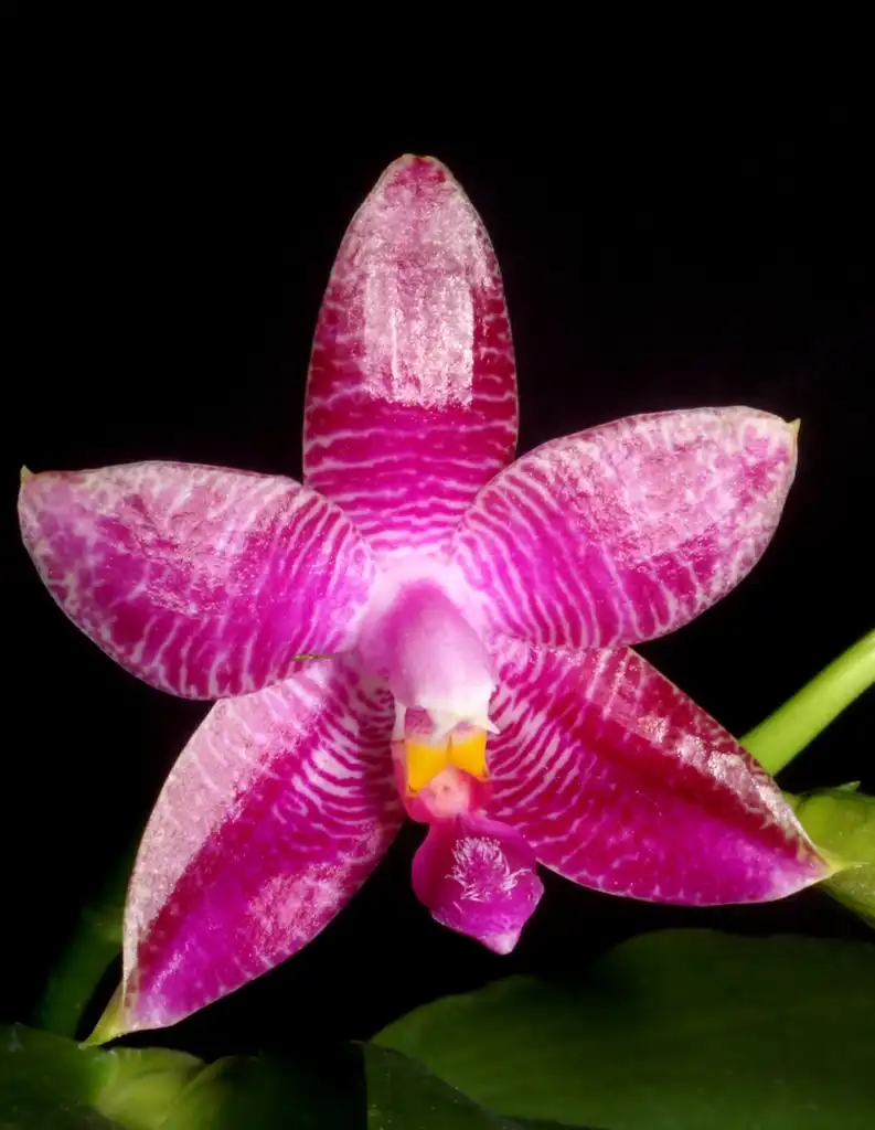Foto de Phalaenopsis - Flower petal:Orchi