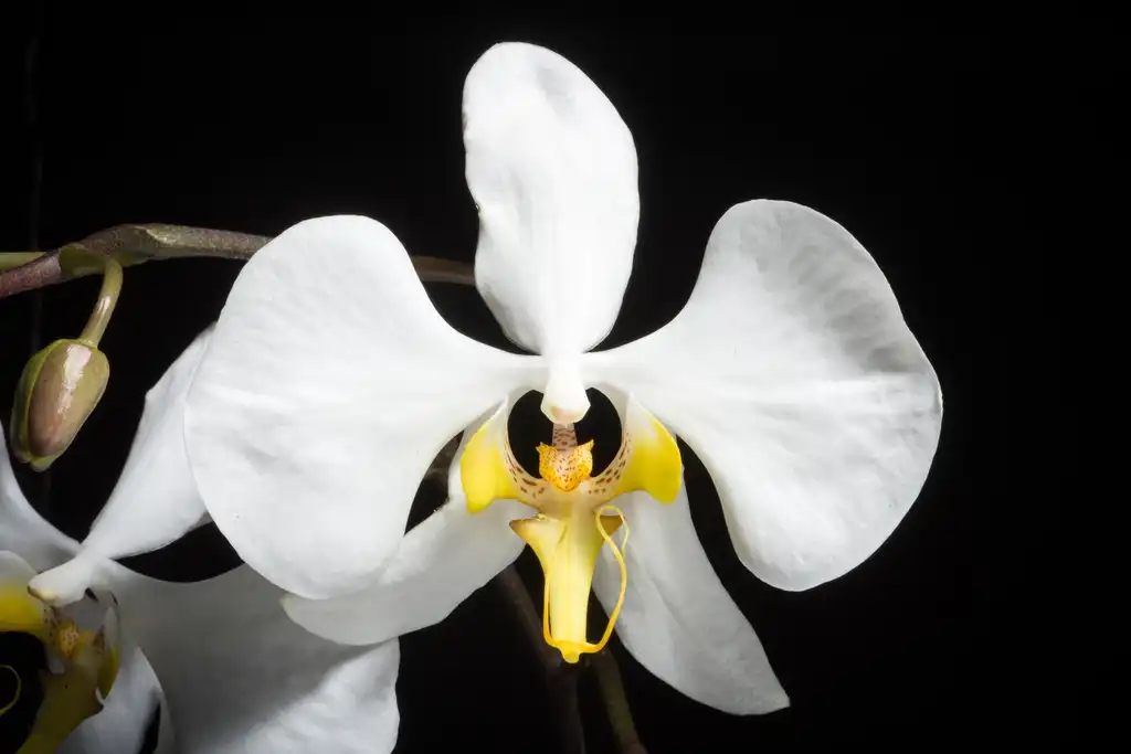 Foto de Phalaenopsis - Flower:Sunoochi