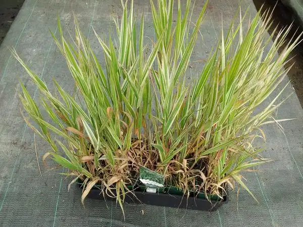 Foto de Phalaris arundinacea 'Picta' (Phalaris arundinacea 'Picta's)