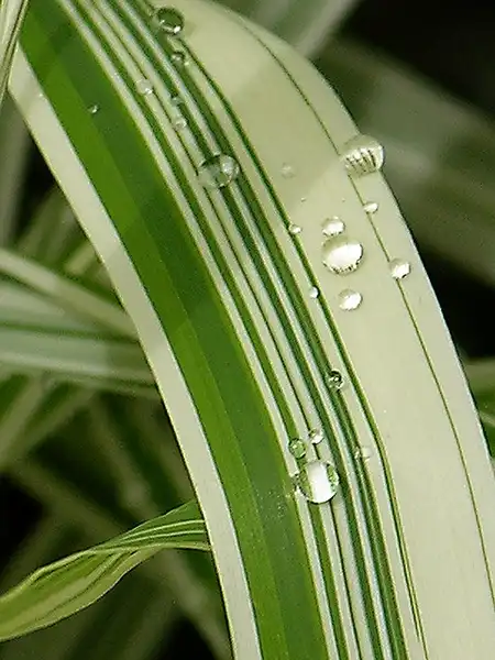 Foto de Phalaris arundinacea (Phalaris arundinaceas)