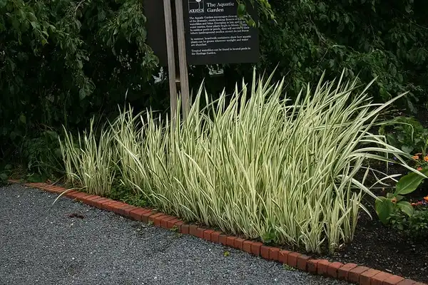 Foto de Phalaris arundinacea (Phalaris arundinaceas)