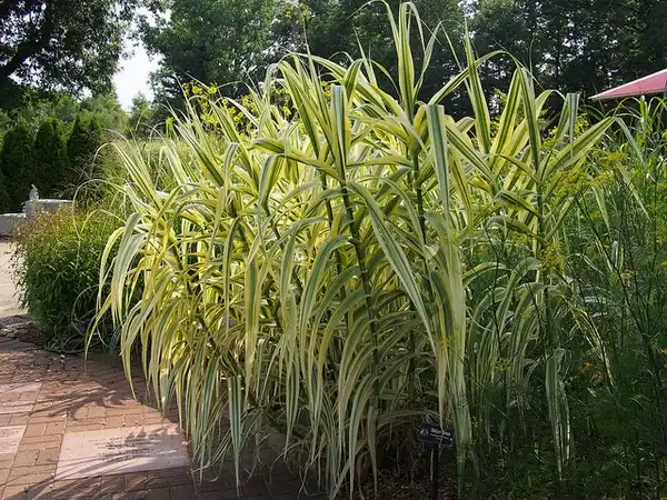 Foto de Phalaris arundinacea - Phalaris arundinacea 'Strawberries & Cream':F. D. Richards